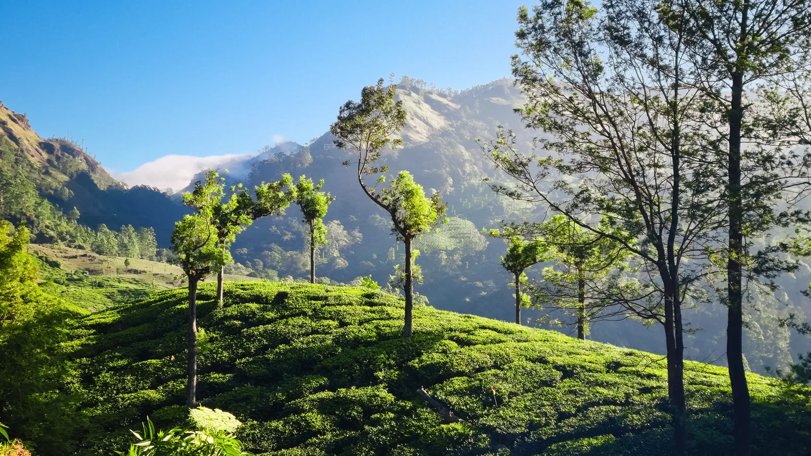 Rolling emerald tea carpet across Ceylon highlands